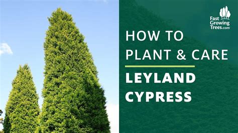 how far apart to plant leyland cypress trees